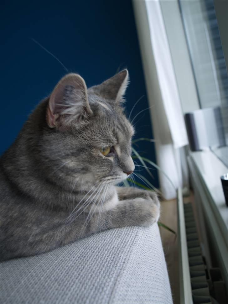 Huskat Daisy billede 15