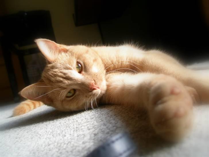 Blanding af racer Ronni - Ronni på sin 1-års dag billede 1