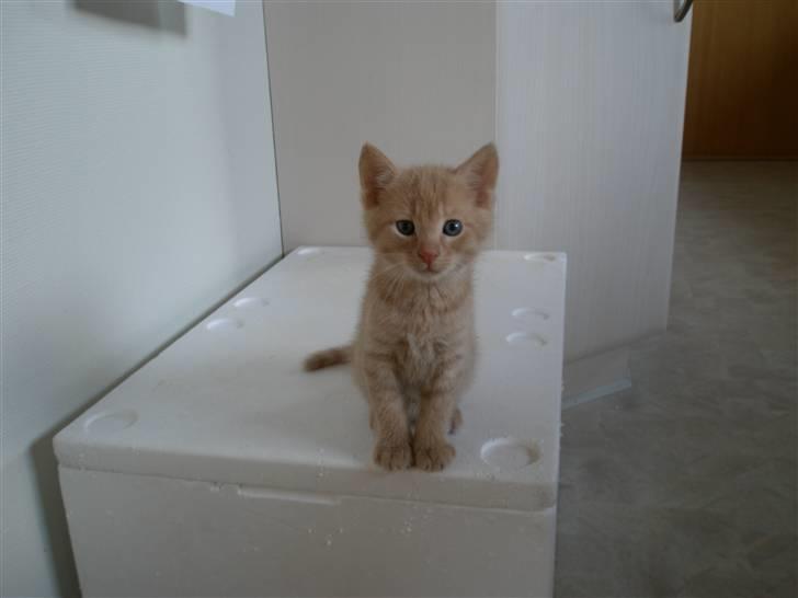 Blanding af racer Ronni billede 2