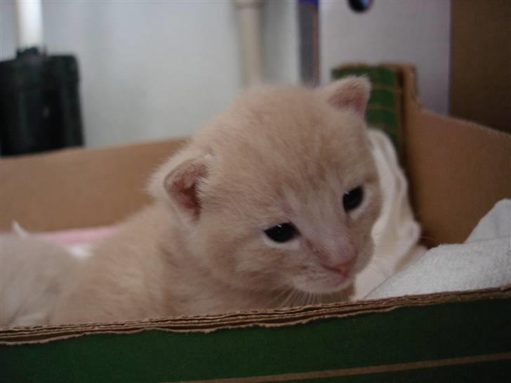 Blanding af racer Ronni billede 3