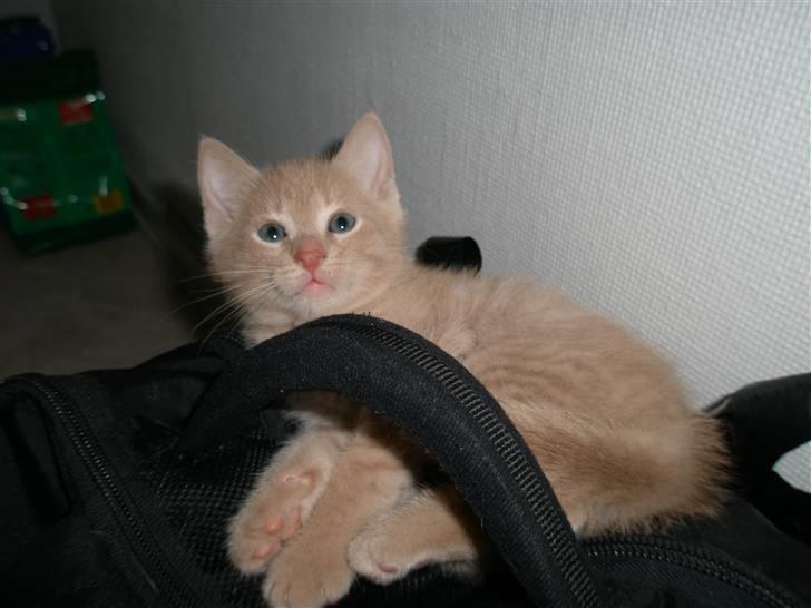 Blanding af racer Ronni billede 4