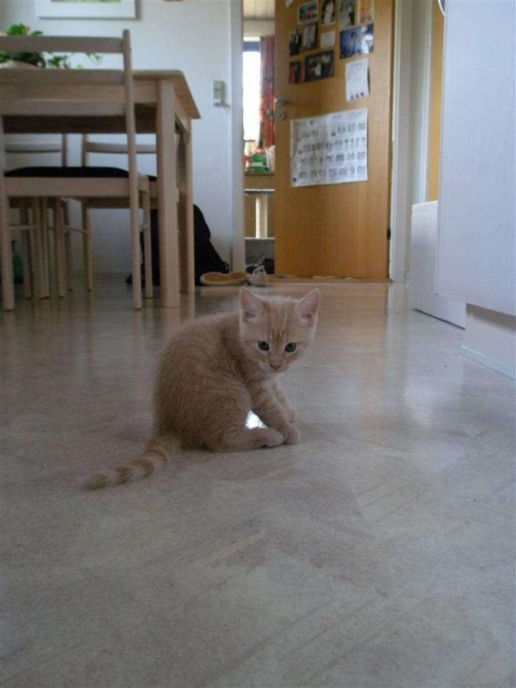 Blanding af racer Ronni billede 5