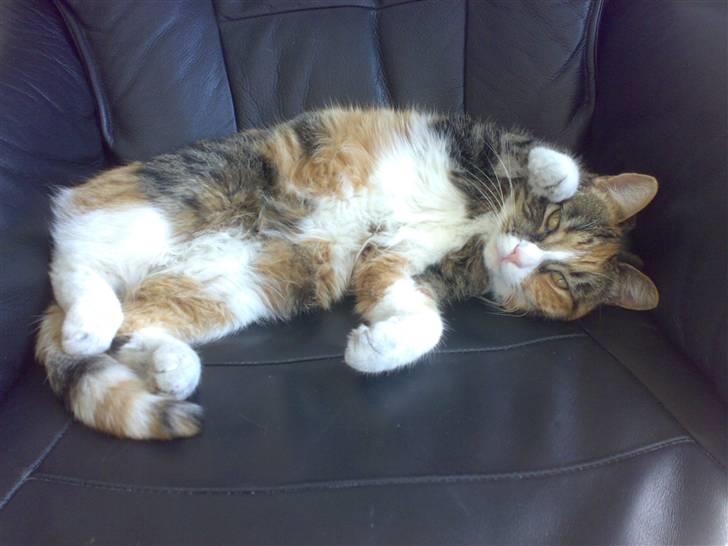 Huskat Sille - giv mig et knus farmand billede 2