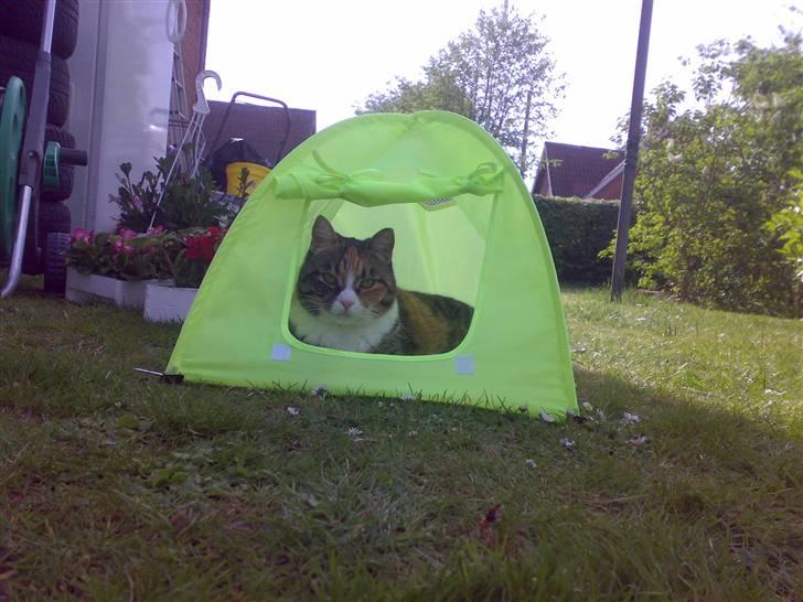 Huskat Sille - sille har fået telt billede 3