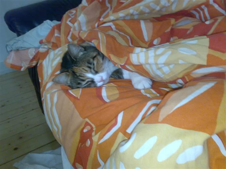 Huskat Sille - sille sover trykt i fars dyne billede 4