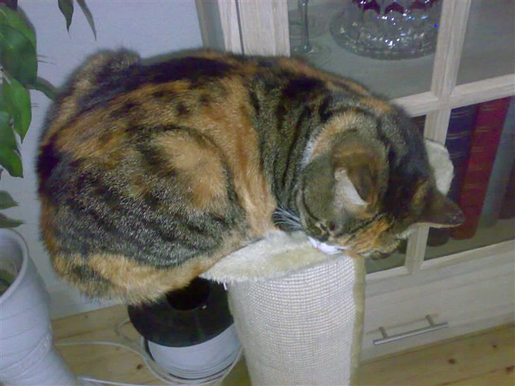 Huskat Sille - sille sover på hendes krads brat billede 5