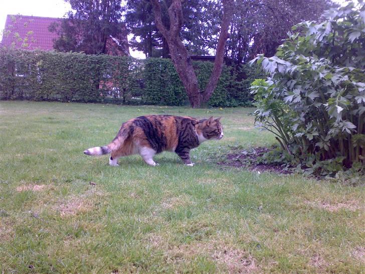 Huskat Sille - sille fanger sommefulge billede 6