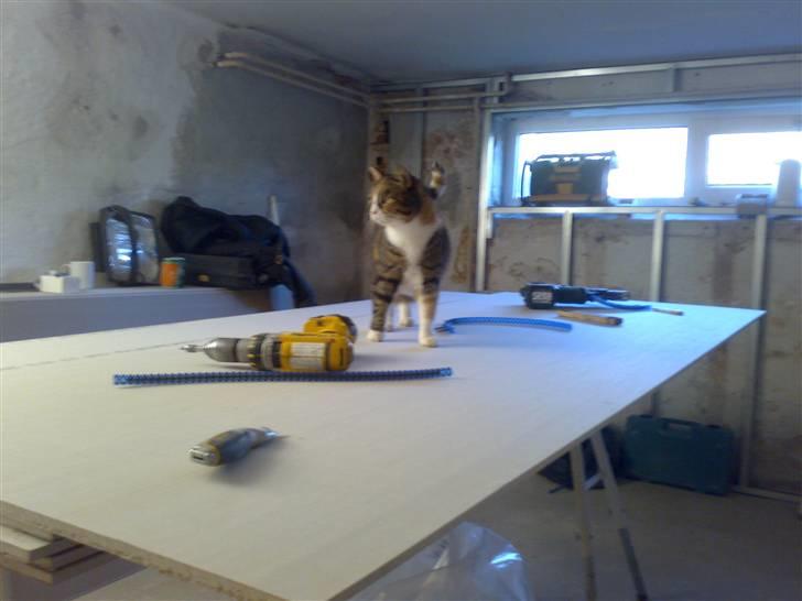 Huskat Sille - sille er alle vegne billede 7