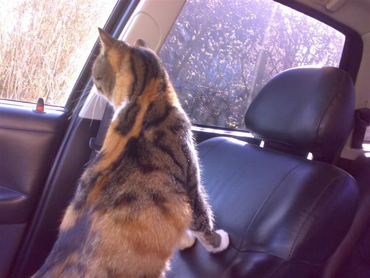 Huskat Sille - sille med ude og køre vectra billede 8