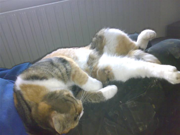 Huskat Sille - sover sjovt billede 9