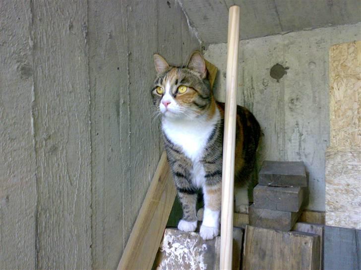 Huskat Sille - sille holder ud kig billede 10