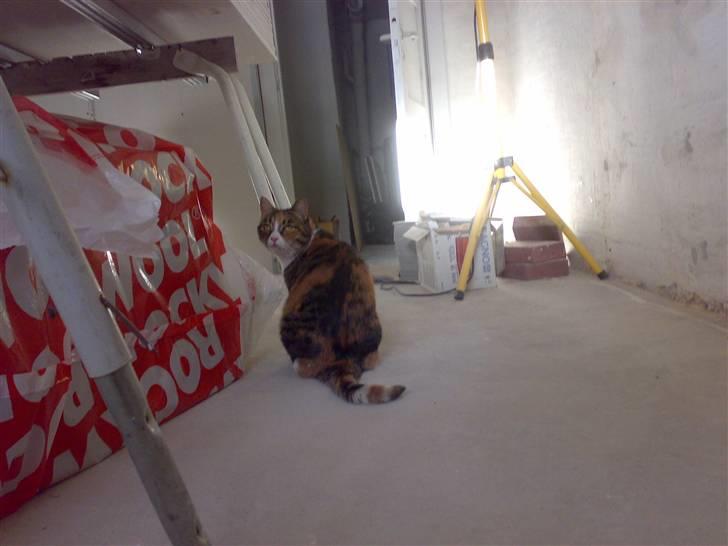 Huskat Sille - sille kigger efter farmand billede 11