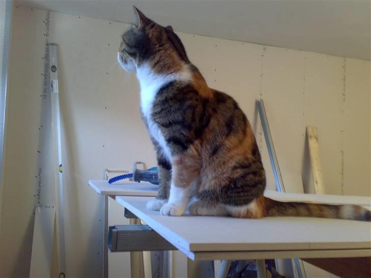 Huskat Sille - holder udkig igen billede 12