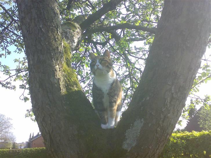 Huskat Sille - klatter katte sille billede 13