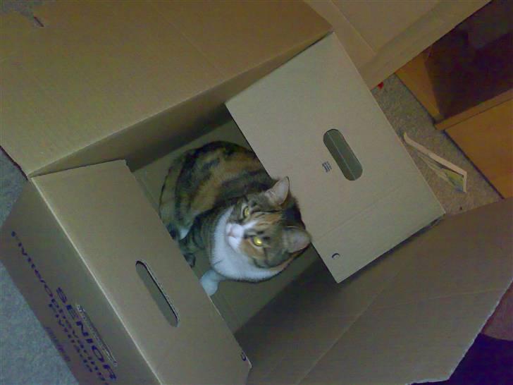 Huskat Sille - sille elsker papkasser billede 14