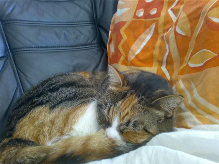 Huskat Sille - sille sover igen billede 15