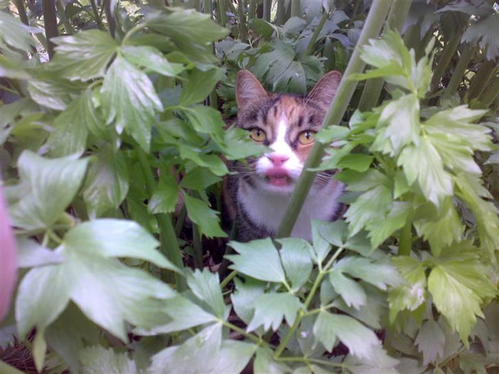 Huskat Sille - sille på skov tur billede 16