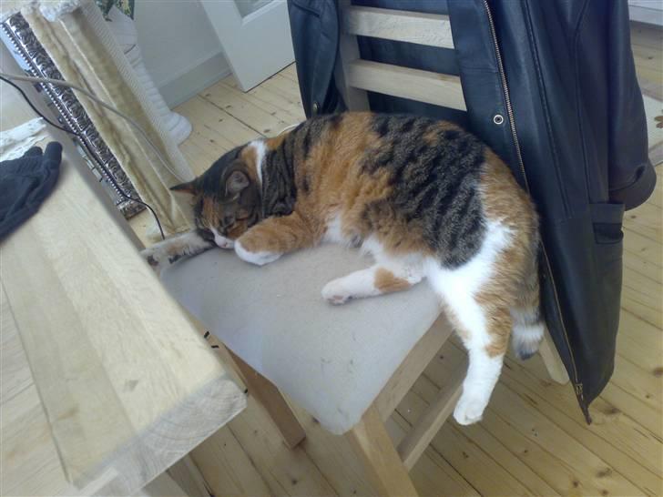 Huskat Sille - sille dovner den billede 17