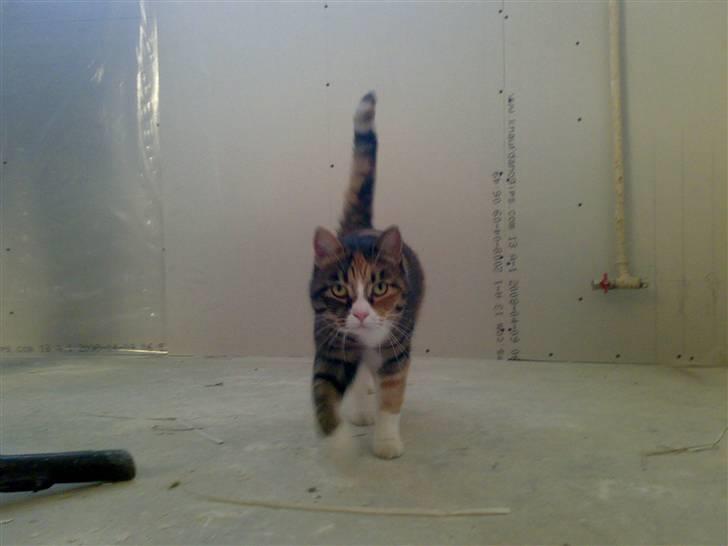 Huskat Sille - her komme sille billede 18