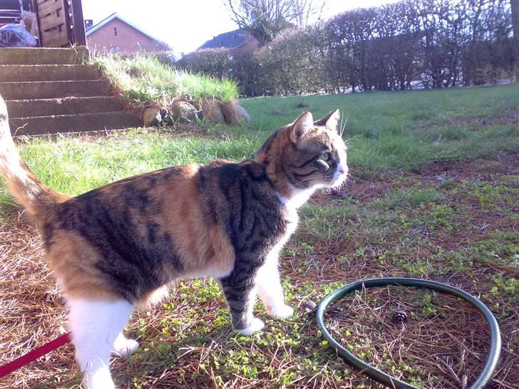 Huskat Sille - første gang hun var ude.. og hun havde snor  billede 19