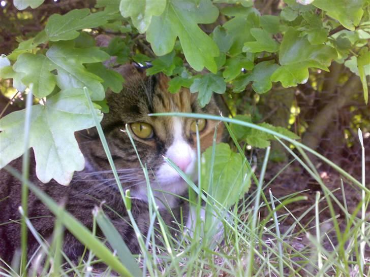 Huskat Sille - sille leger gemme-leg billede 20