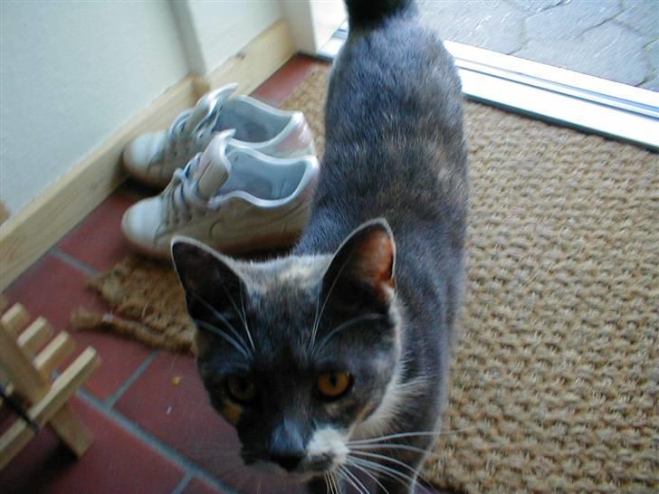 Blanding af racer Puff † billede 11