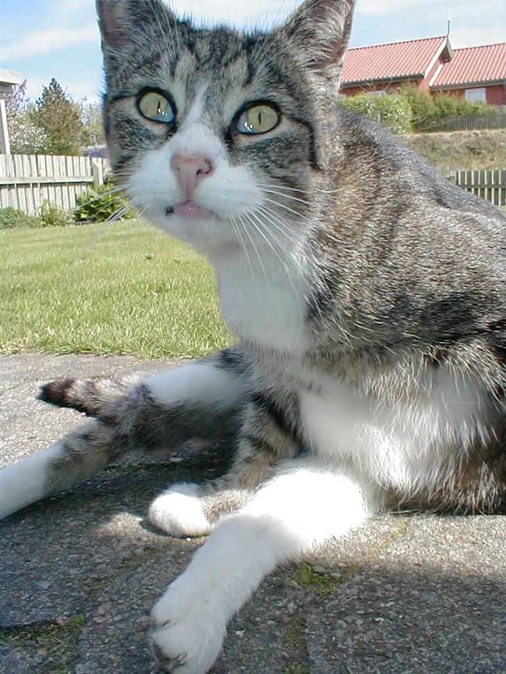 Blanding af racer Muddie † billede 12