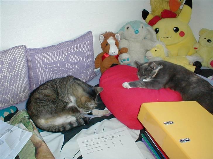 Blanding af racer Muddie † - Muddie & Puff <33 billede 13