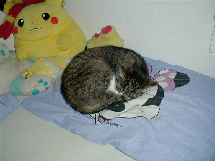 Blanding af racer Muddie † billede 14