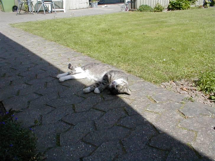 Blanding af racer Muddie † billede 15