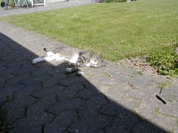 Blanding af racer Muddie † billede 16