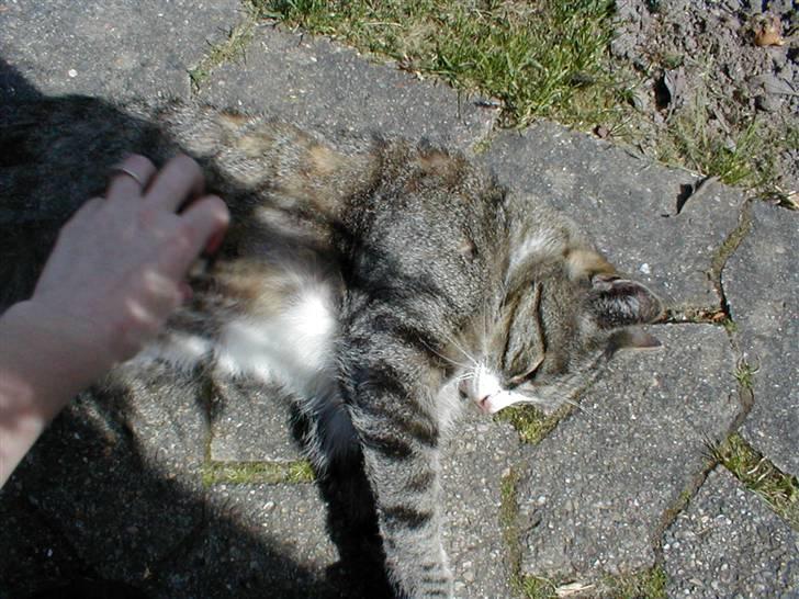 Blanding af racer Muddie † billede 17