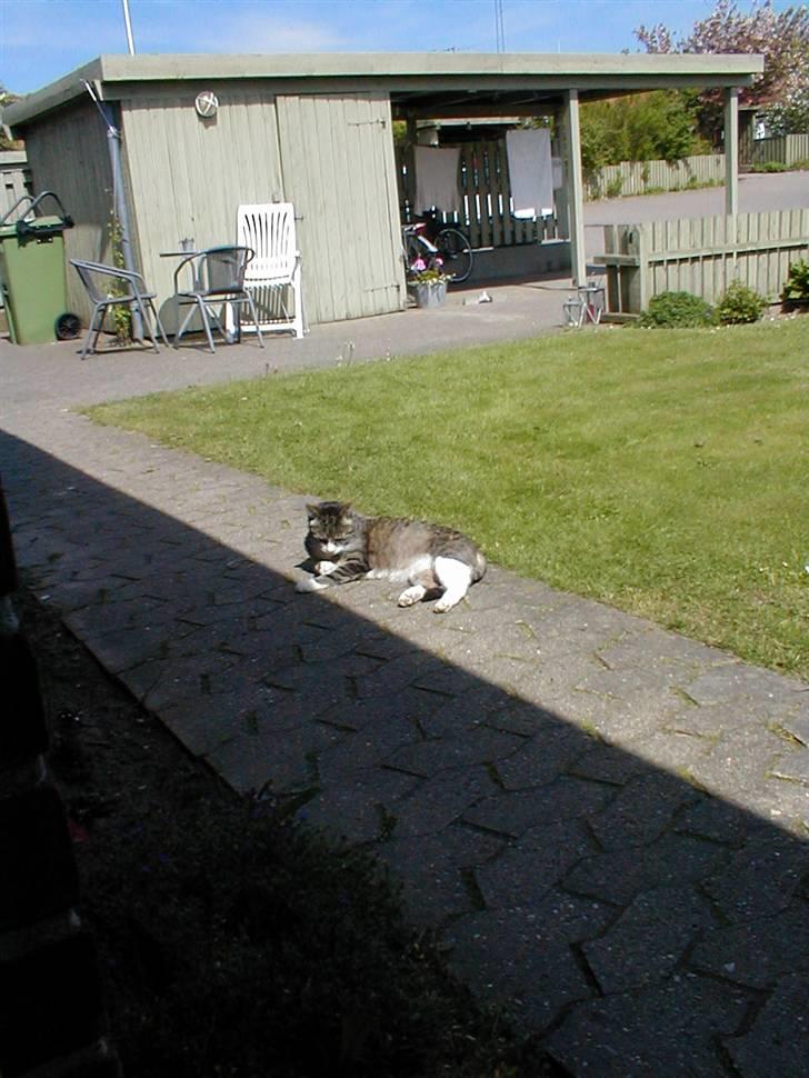 Blanding af racer Muddie † billede 18