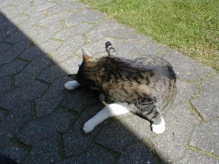 Blanding af racer Muddie † billede 19