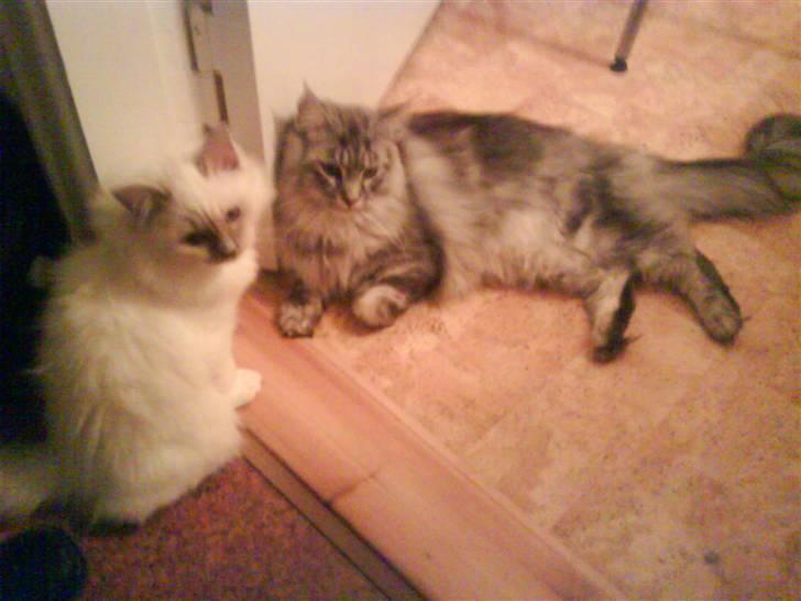 Maine Coon Emil - Lige en hyggestund med lillebror Oscar billede 7