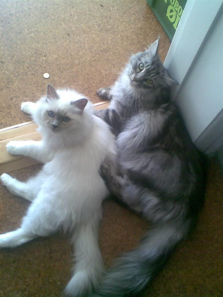 Maine Coon Emil - Heiiiii billede 8