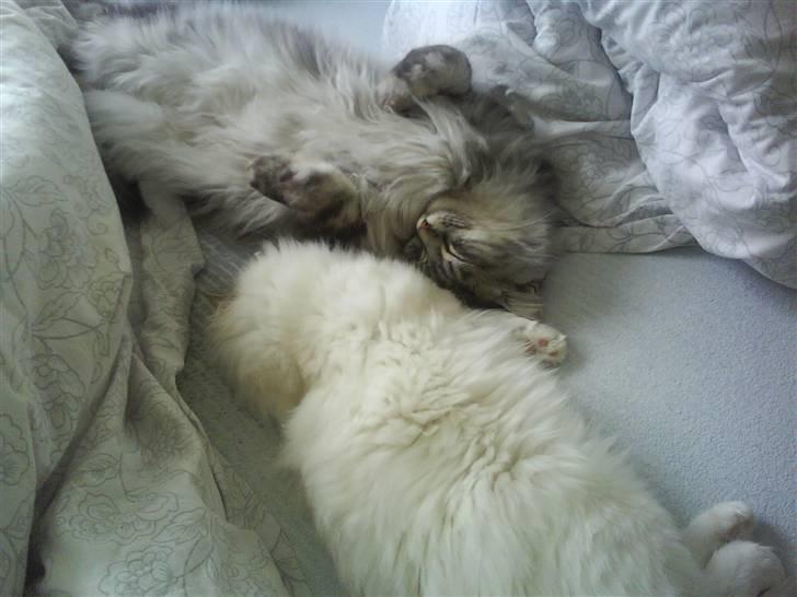 Hellig Birma Oscar - Hygge mellem de to brødre billede 1