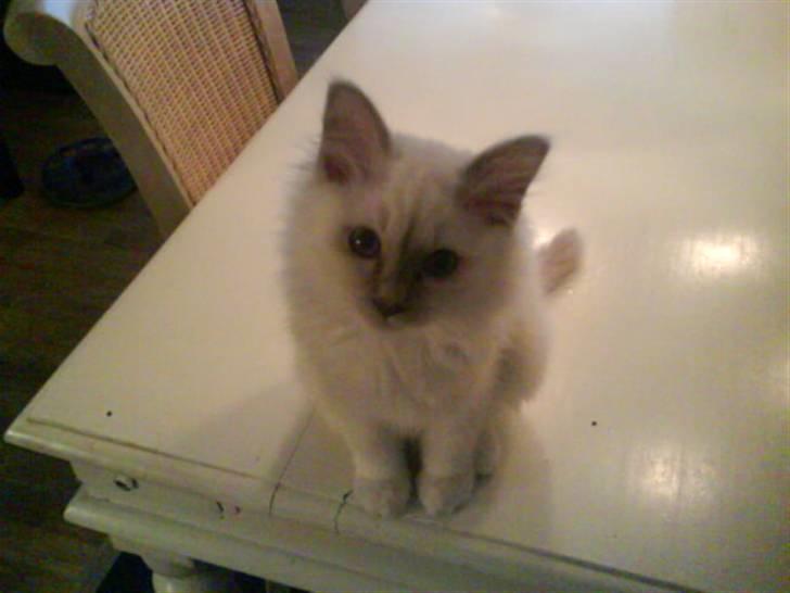 Hellig Birma Oscar billede 2