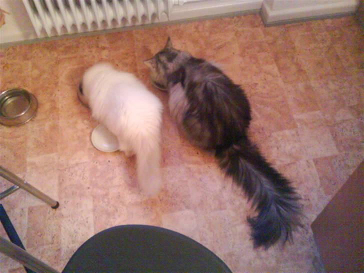 Hellig Birma Oscar - Spisetid billede 3