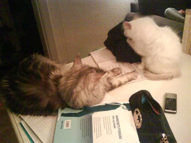 Hellig Birma Oscar - Og så er der hjælp til lektierne billede 5