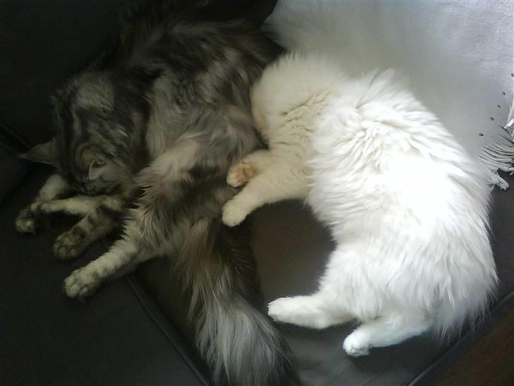 Hellig Birma Oscar billede 6