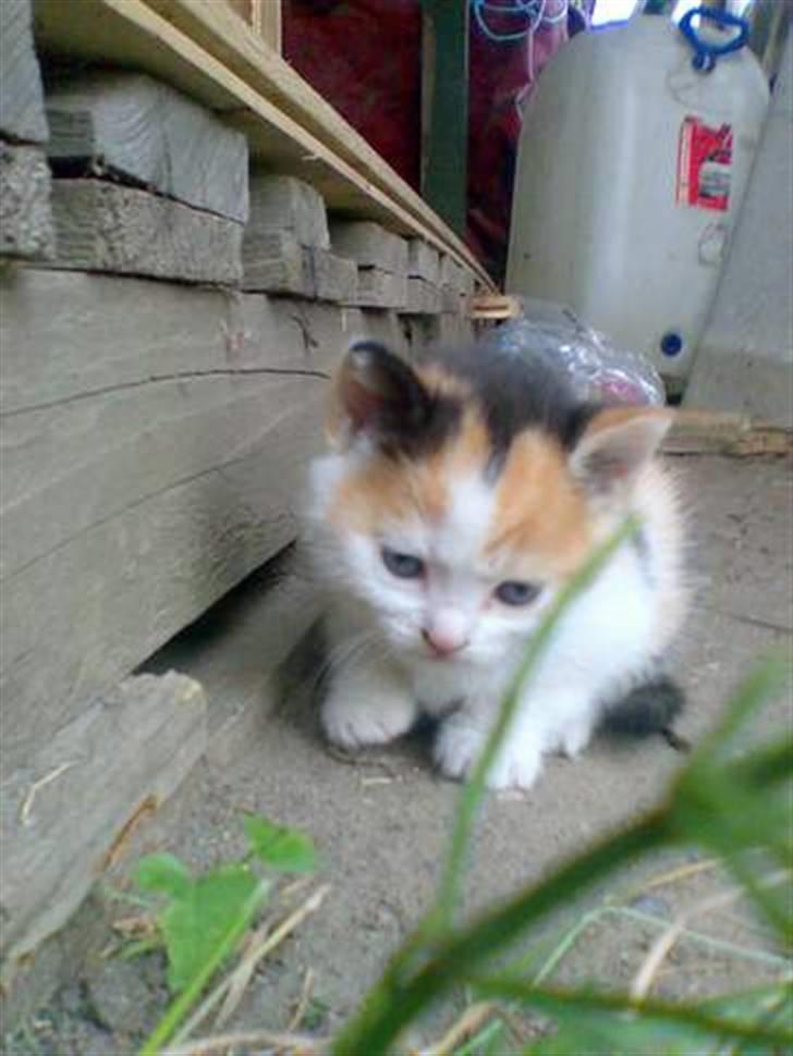 Huskat Bitten billede 1