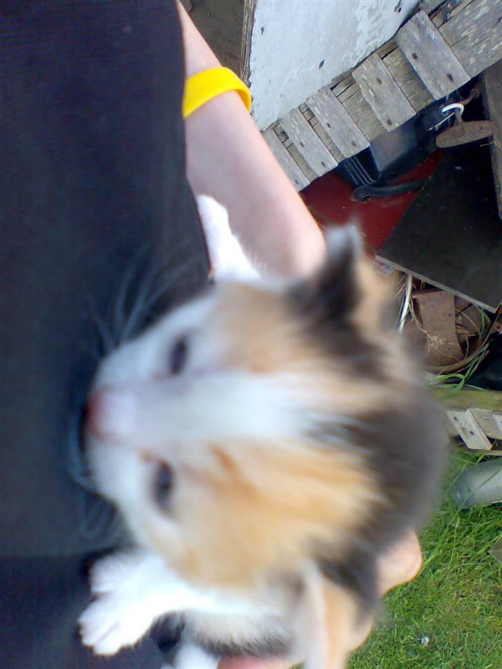 Huskat Bitten billede 2