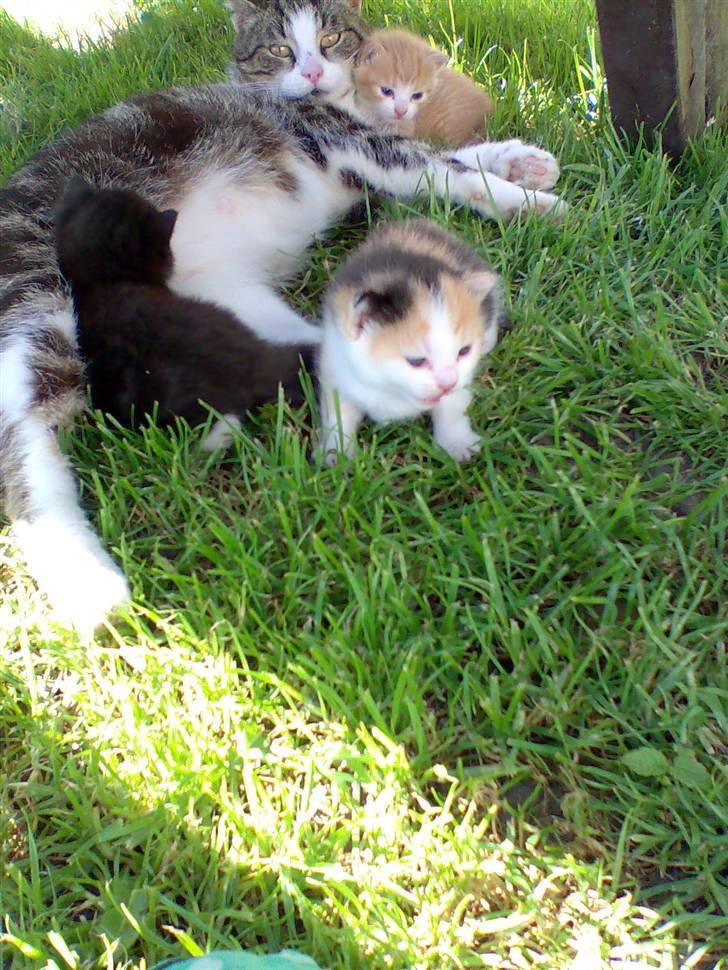 Huskat Bitten billede 3