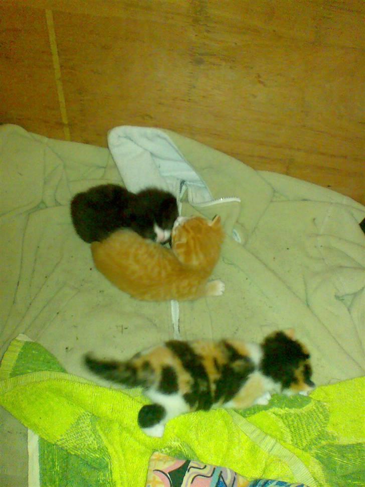 Huskat Bitten billede 4