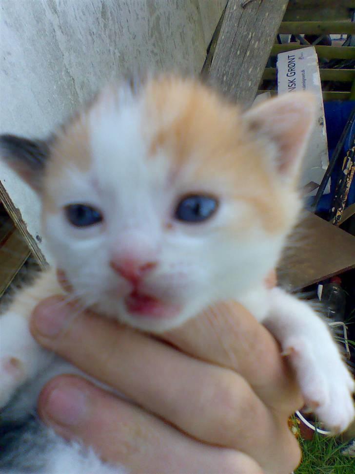 Huskat Bitten billede 6