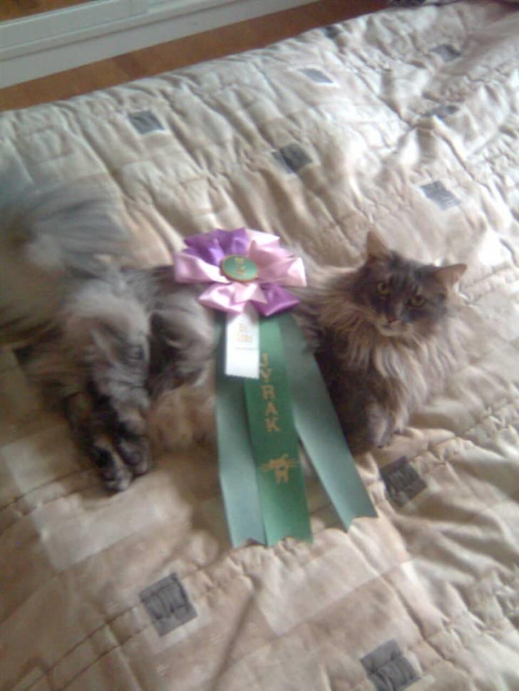 Norsk Skovkat Effi R.I.P  billede 8