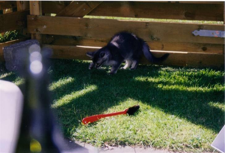 Norsk Skovkat Effi R.I.P  billede 9