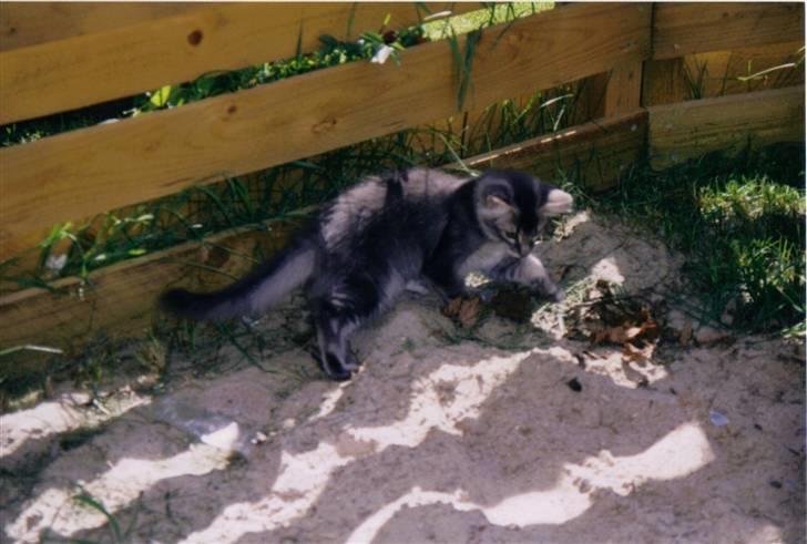 Norsk Skovkat Effi R.I.P  billede 10