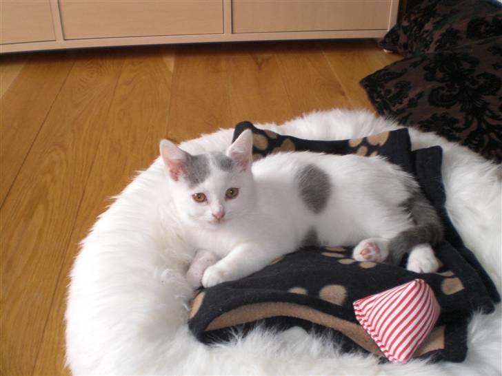 British Shorthair Kuzco - Første dag med Kuzco billede 4